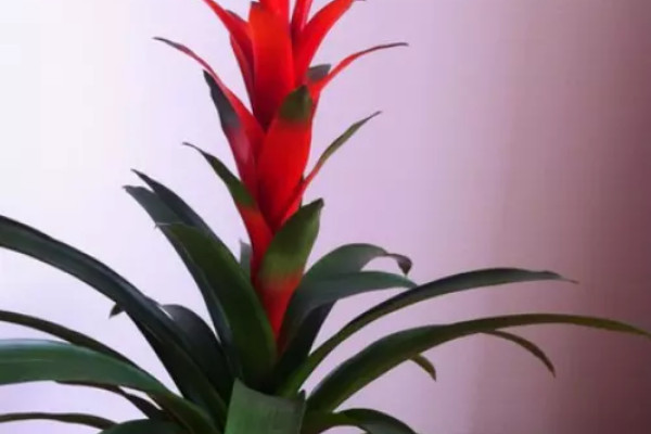 鴻運當(dāng)頭葉子發(fā)紅什么原因