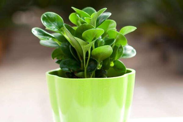 碧玉花植物如何移栽，簡單三步教你扦插成活