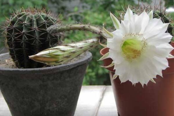 長(zhǎng)盛球和仙人球的區(qū)別