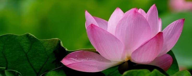 荷花養(yǎng)護應(yīng)該注意什么