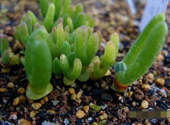 碧光環(huán)爛根怎么辦，兩種爛根防治方法/及時(shí)脫盆修剪消毒