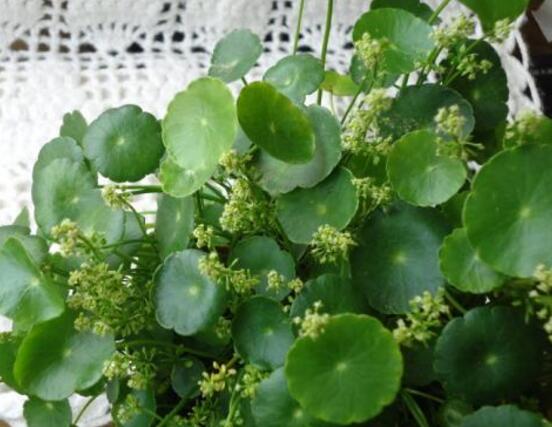 銅錢(qián)草的養(yǎng)殖方法和注意事項(xiàng)，老農(nóng)總結(jié)八大基本方法