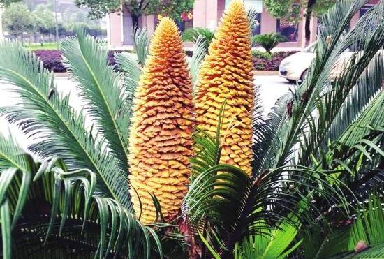 鐵樹(shù)開(kāi)花好不好，象征著幸福、吉祥、富貴