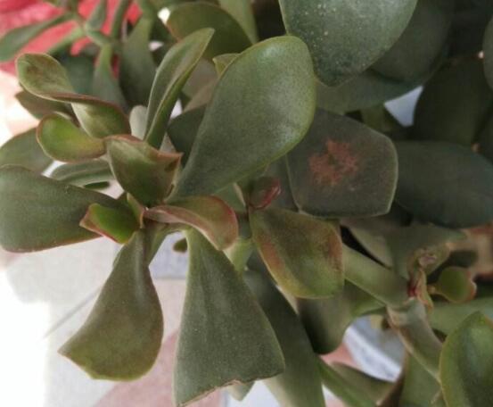 玉樹葉子發(fā)黃怎么補救，教你三種最直接有效的補救方法