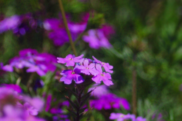 勿忘我冬天在北方能過(guò)冬嗎