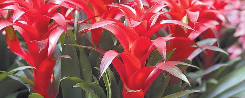 鴻運當(dāng)頭從播種到開花多長時間