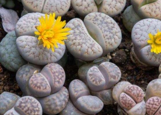 生石花怎么養(yǎng)長(zhǎng)得快，老農(nóng)總結(jié)五個(gè)快速生長(zhǎng)好方法