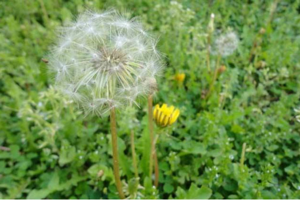 如何種植蒲公英，可以通過以下4步來進行