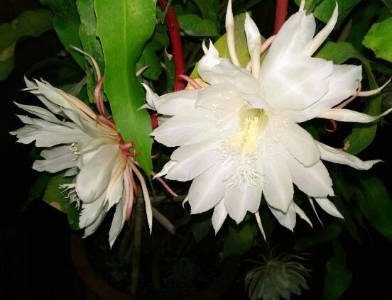 家里養(yǎng)曇花吉利嗎，好運(yùn)來(lái)臨、驚喜不斷(吉祥如意)