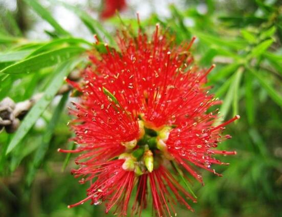 紅豆杉怎么養(yǎng)殖，紅豆杉養(yǎng)殖方法