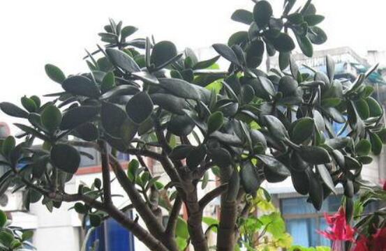 燕子掌怎么修剪，春季最佳/剪除枝條枝葉(瘦病枯)