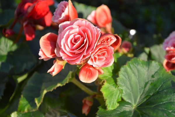 麗格海棠冬天的養(yǎng)殖方法和注意事項(xiàng)