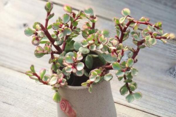 多肉雅樂之舞怎么繁殖，扦插以及嫁接都可以進(jìn)行繁殖