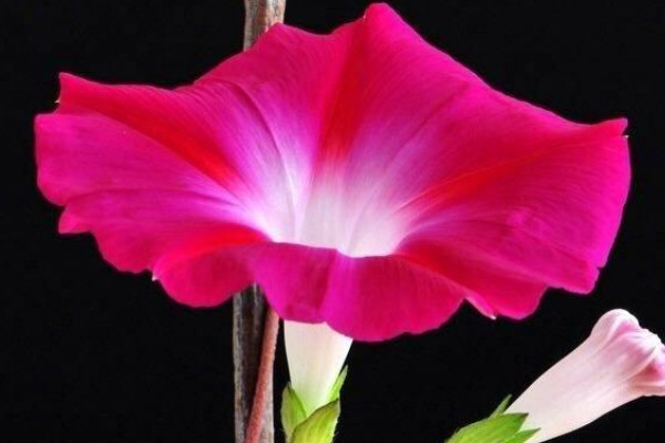 牽?；◣c(diǎn)開花