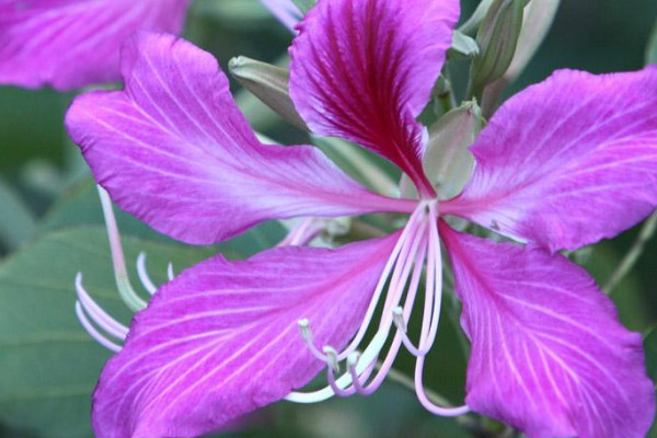 紫荊種植什么時(shí)候剪枝