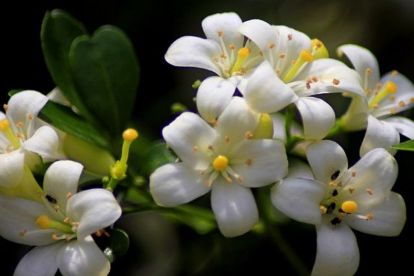 九里香的果實(shí)要及時(shí)摘了嗎