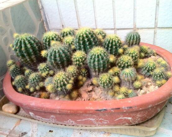 仙人球的養(yǎng)殖方法和注意事項(xiàng)，做好五個(gè)要點(diǎn)一年四季健康茂盛