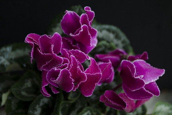 仙客來(lái)的繁殖方法，播種繁殖/切莖繁殖/組織繁殖