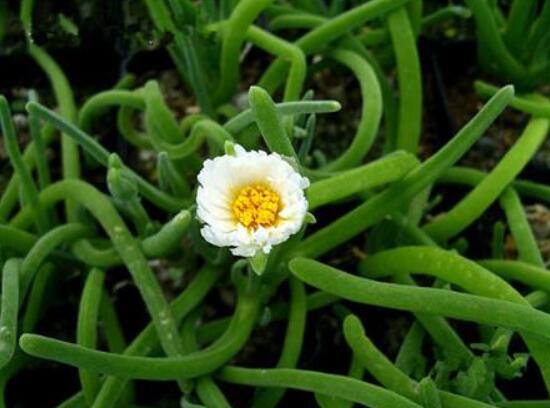 碧光環(huán)開花嗎，會(huì)開/從種植到開花需要5-7年(時(shí)間漫長)