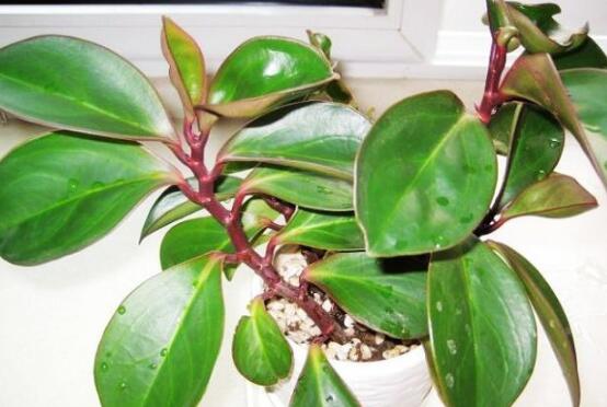 紫邊碧玉怎么養(yǎng)，七個基本方法教你養(yǎng)殖好