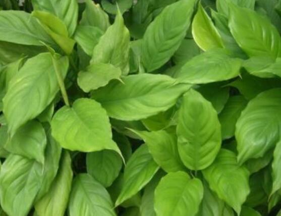 萬年青樹的種類，好看的六種萬年青圖片欣賞