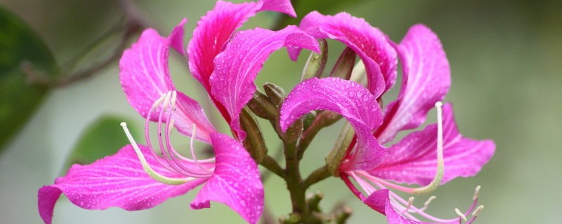 紫荊花的葉子長什么樣