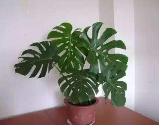 龜背竹好養(yǎng)嗎，老農(nóng)總結(jié)最好養(yǎng)的六點(diǎn)基本方法