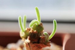 碧光環(huán)好養(yǎng)嗎，只需掌握四個(gè)養(yǎng)殖技巧便可長好