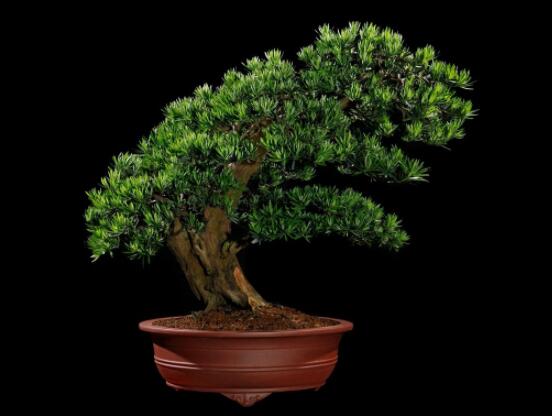 羅漢松盆景怎么養(yǎng)，老農(nóng)總結(jié)八大養(yǎng)殖方法