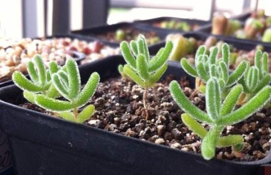 碧光環(huán)和枝干番杏的區(qū)別，教你兩種最直觀分辨方法