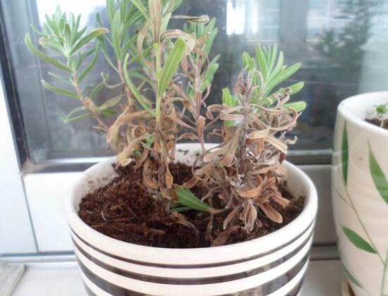 薰衣草葉子干枯怎么辦，教你正確的補(bǔ)救方法