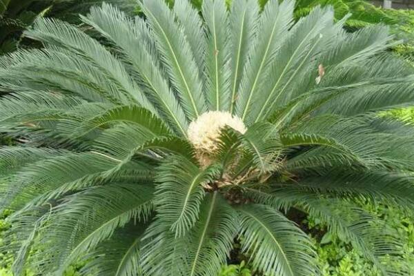 蘇鐵有哪些品種，常見蘇鐵品種介紹