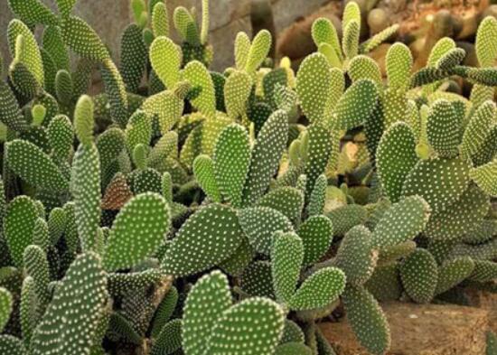 仙人掌沒(méi)根能活嗎，能活/傷口消毒晾干、重新移植上盆
