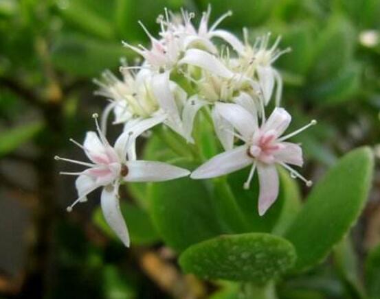 玉樹怎么澆水效果最好，不干不澆、澆則澆透