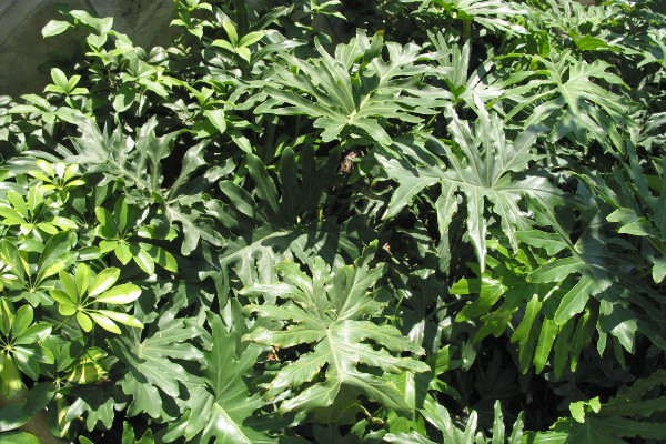 龜背竹的養(yǎng)殖方法