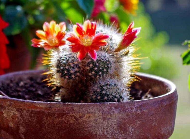 仙人掌繁殖方法大全，側(cè)芽和種子繁殖方法最適合