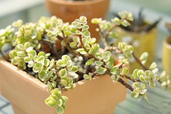 雅樂之舞怎么養(yǎng)，想養(yǎng)好雅樂之舞以下技巧必須要掌握