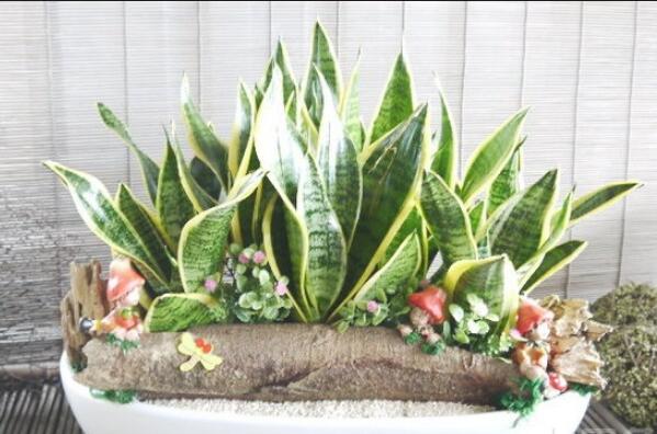 一帆風(fēng)順吸收甲醛嗎，除甲醛效果好