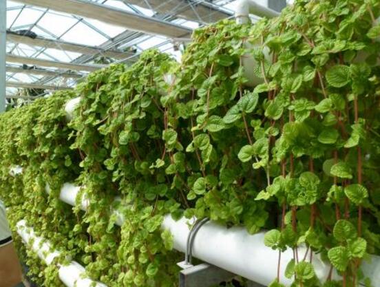 好看的常春藤盆景圖片欣賞，綠化環(huán)境、春天長(zhǎng)駐