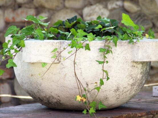 常春藤葉片干枯怎么救，老農(nóng)總結(jié)三種最有效解決辦法