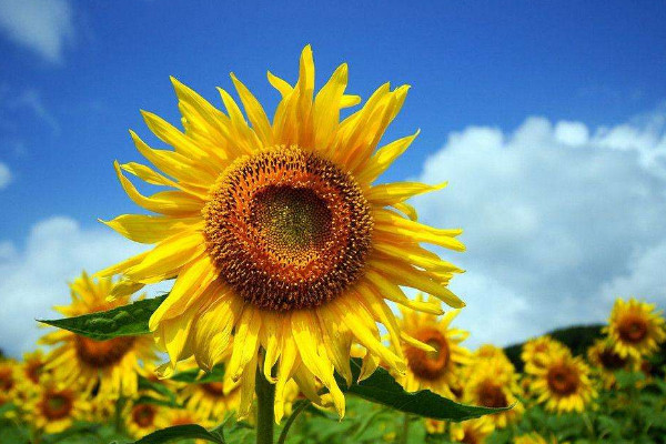 向日葵什么時(shí)候打防蟲(chóng)藥