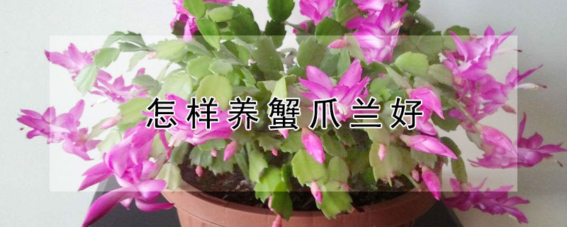 怎樣養(yǎng)蟹爪蘭好