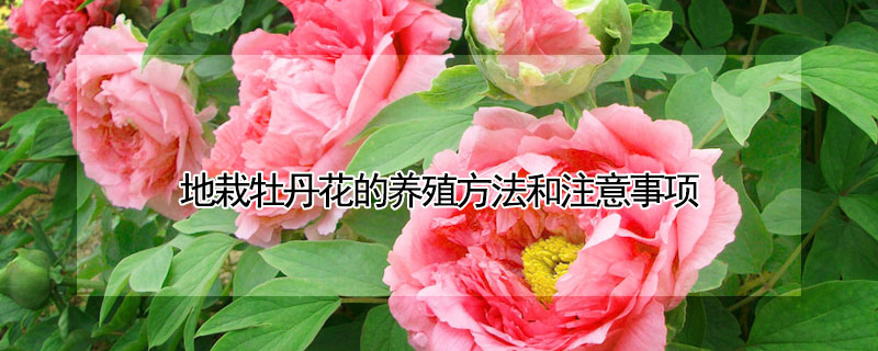 地栽牡丹花的養(yǎng)殖方法和注意事項