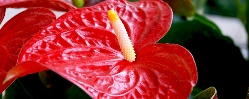 大葉紅掌的養(yǎng)殖方法