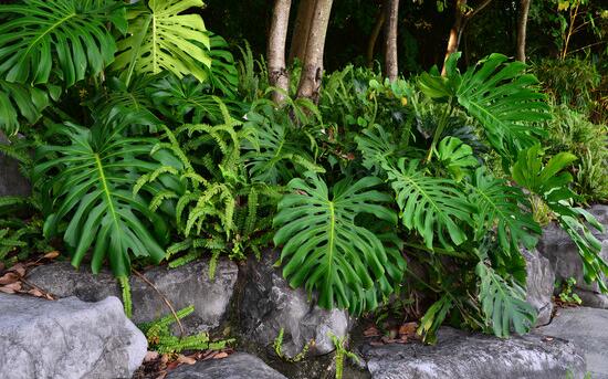 龜背竹晚上放臥室嗎，可以/凈化空氣、添福加壽、有利健康