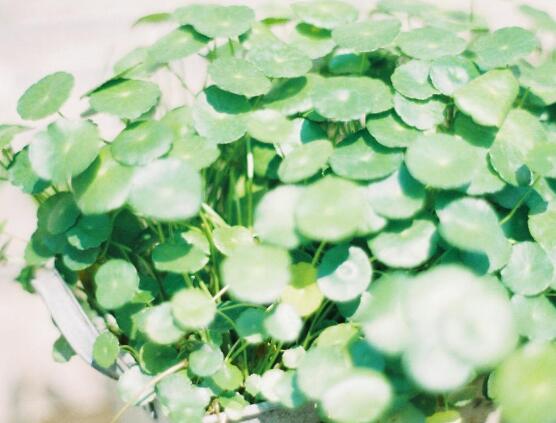 銅錢草水培變黃怎么辦，做好六大要點(diǎn)變得青翠碧綠