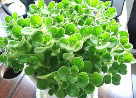 碰碰香有毒嗎，碰碰香一碰就芳香怡人