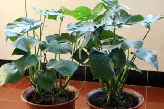 龜背竹吸甲醛嗎，能吸/可除去室內(nèi)90%甲醛