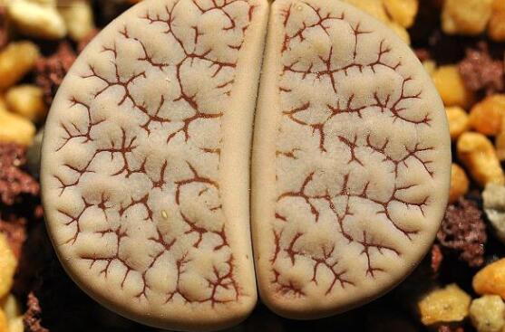 生石花怎么水培，教你四個基本步驟快速水培生根