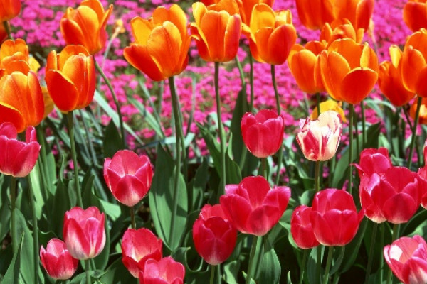 郁金香沒光照會(huì)合上嗎